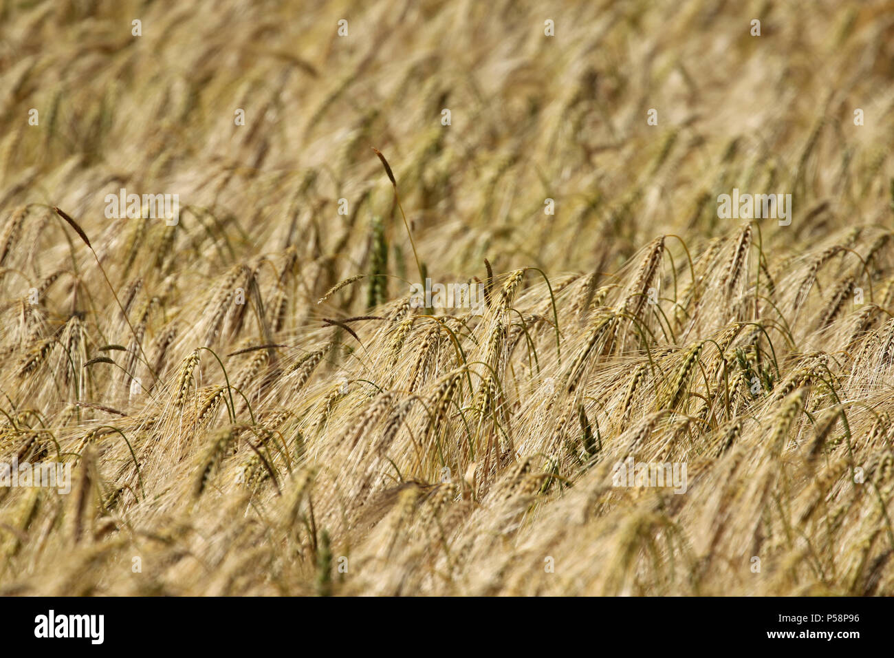 Müsli Bereich der Gerste Histon Cambridgeshire Stockfoto