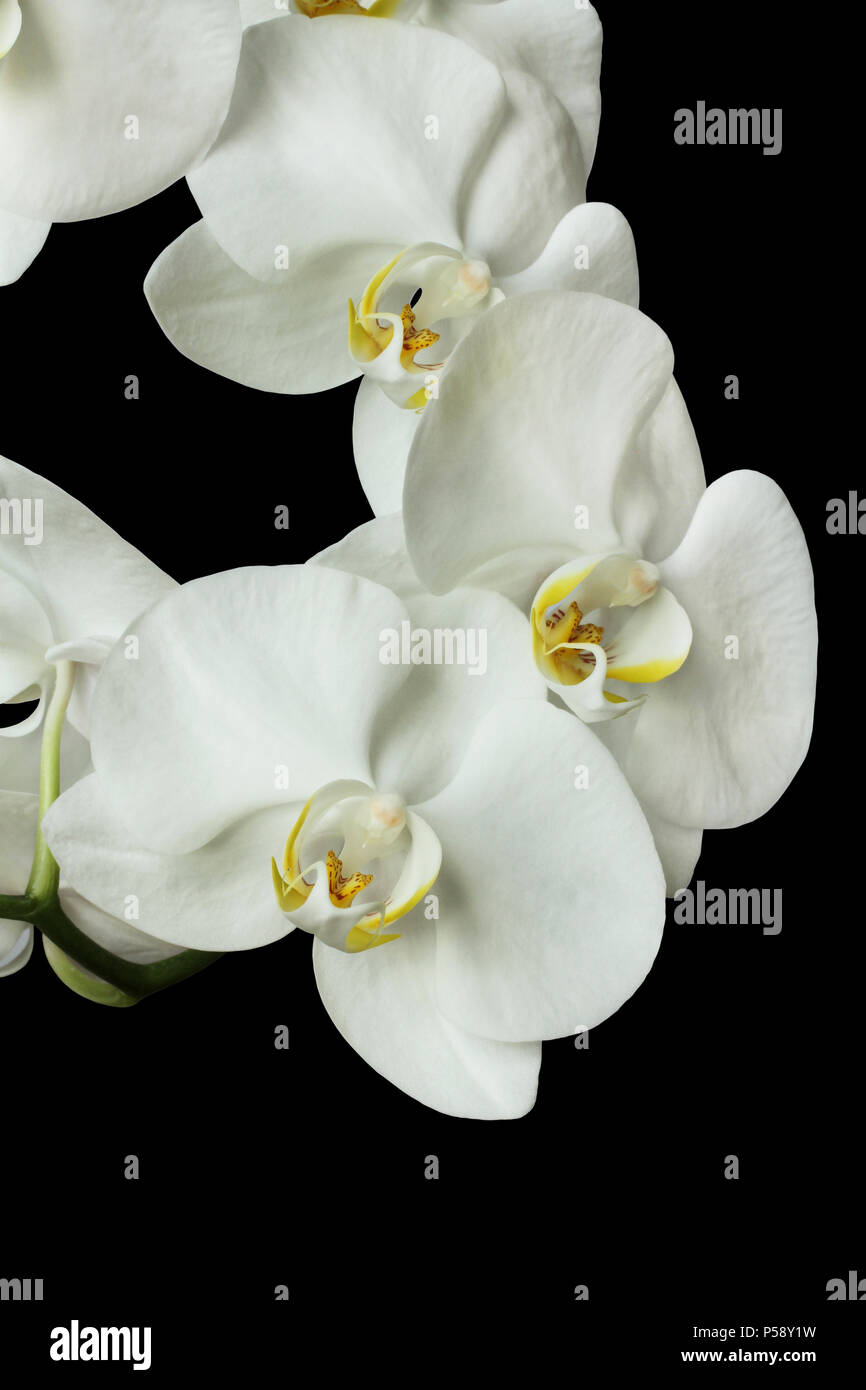 Weiße Orchideen (Phalaenopsis) auf schwarzem Hintergrund Stockfoto