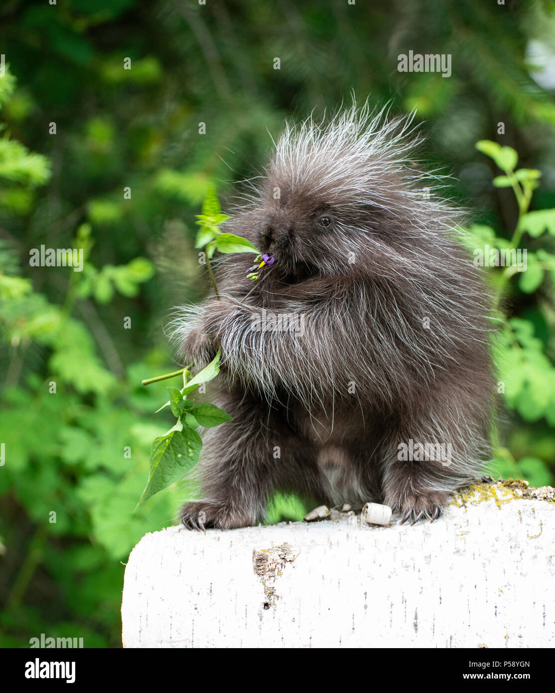 . Baby Porcupine nach Links Stockfoto