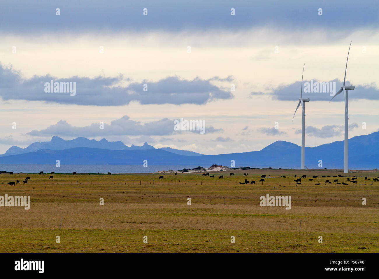 Musselroe Windpark im Nordosten Tasmanien Stockfoto