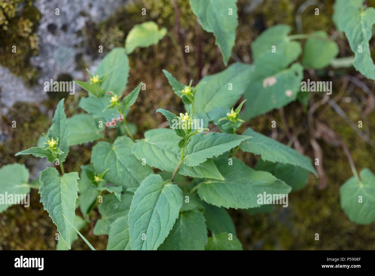 Creeping Bellflower, Knölklocka (Campanula rapunculoides) Stockfoto