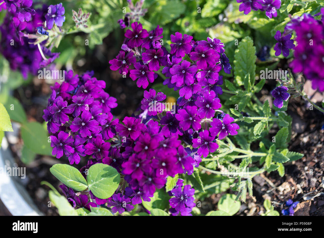 'Blue' Violett Tapien® Vervain, Eisenkraut (Verbena hybride) Stockfoto