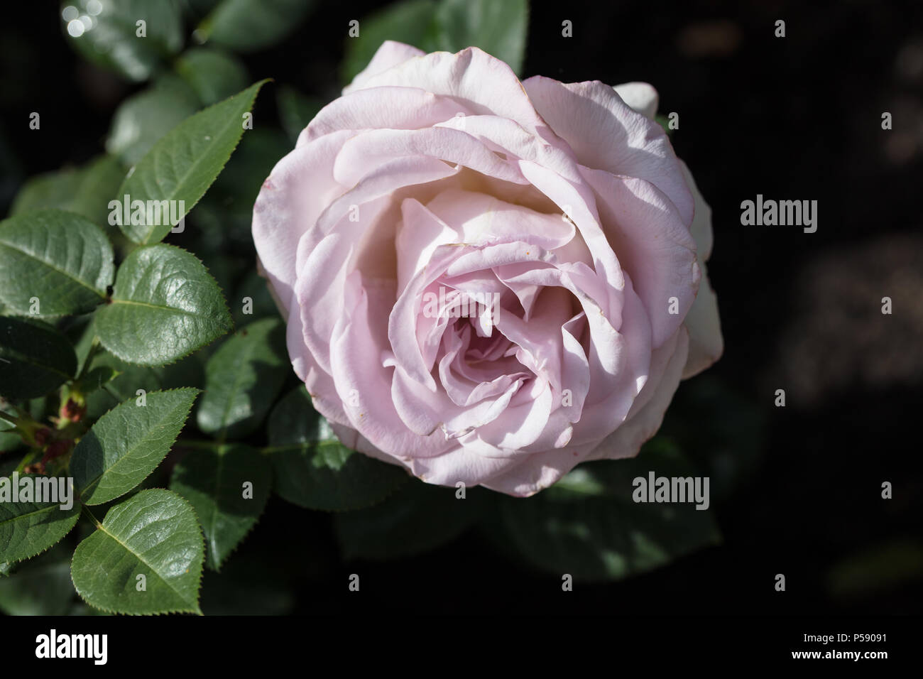 "Blue Girl" Hybrid Tea Rose, Tehybridros (Rosa) Stockfoto