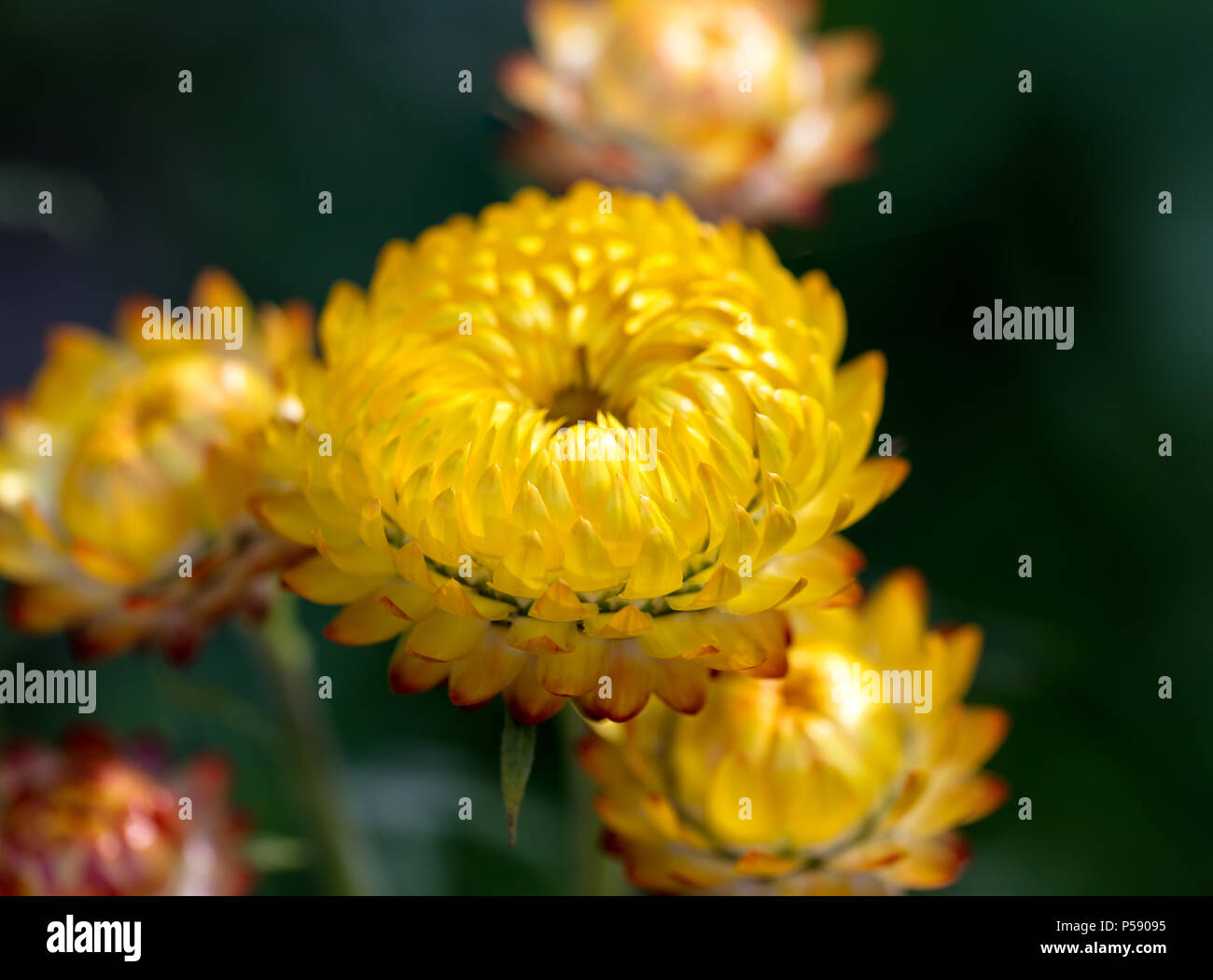 Der ommareld "Everlasting Flower, Jätte - eternell (Xerochrysum bracteatum) Stockfoto