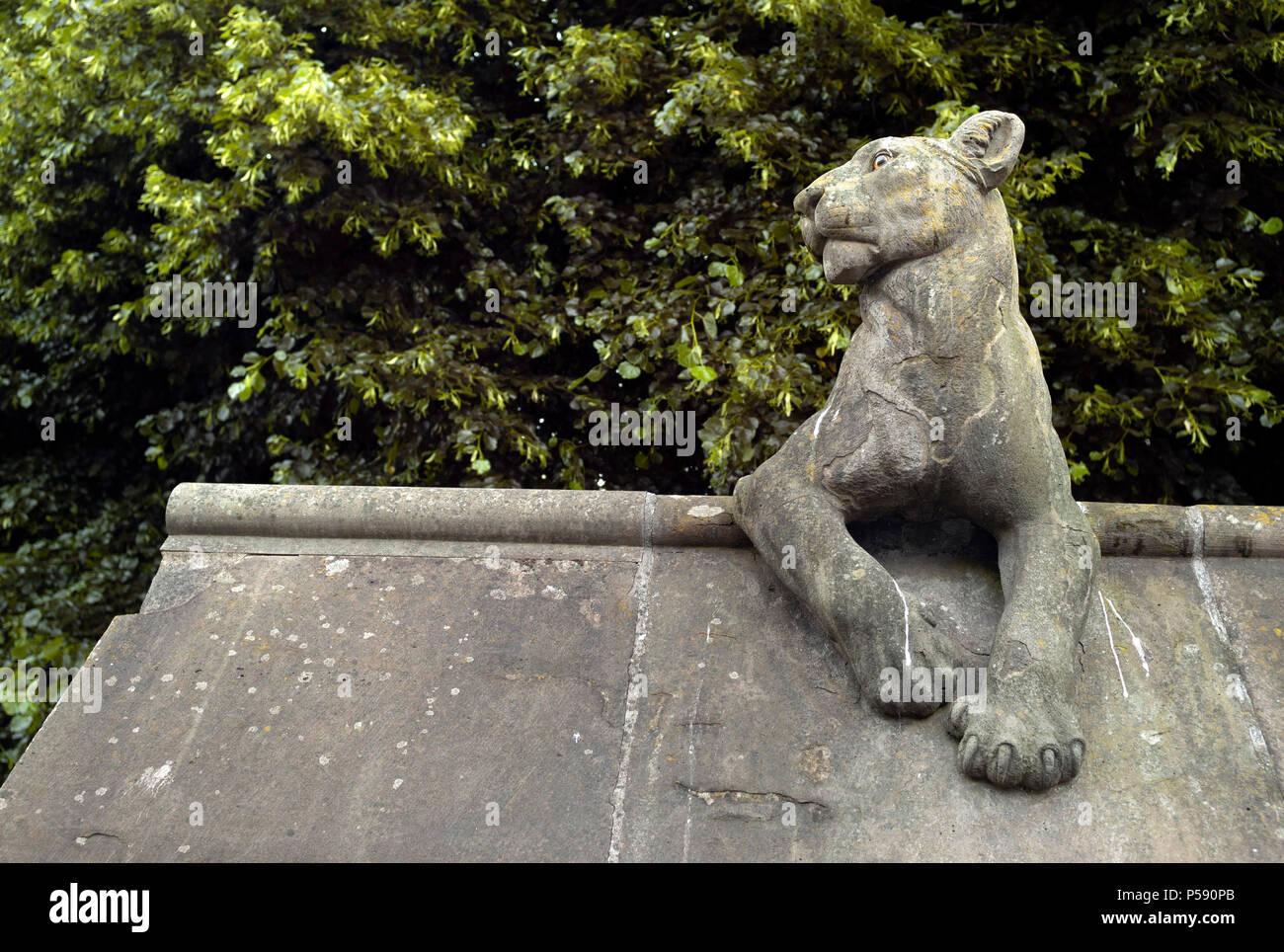 Löwin, das Tier an der Wand, das Schloss von Cardiff, Wales Stockfoto