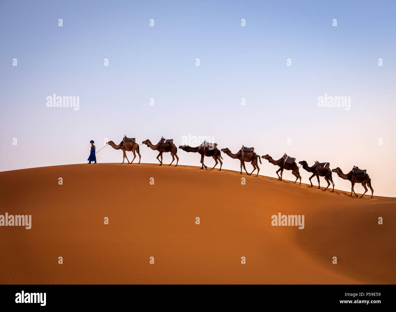 MEKNES - TAFILALET, MAROKKO - ca. April 2017: Berber mit Kamele in den Dünen der marokkanischen Sahara. Stockfoto