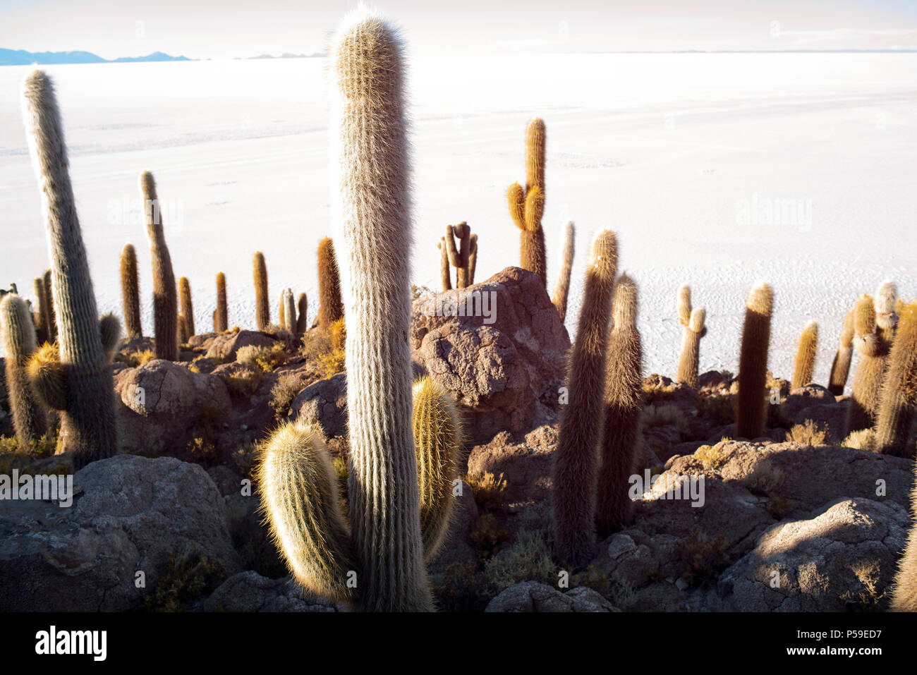 Cactus Insel - auch als Fisch Insel im Salar de Uyuni, Bolivien bekannt. Stockfoto