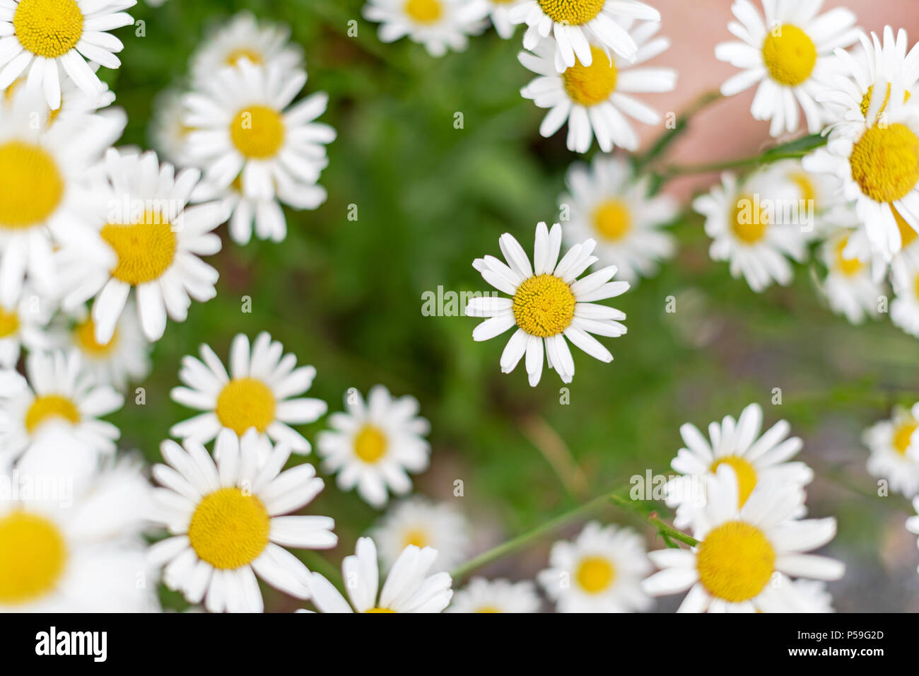 Blumen von oben Fotos und Bildmaterial in hoher Auflösung Alamy