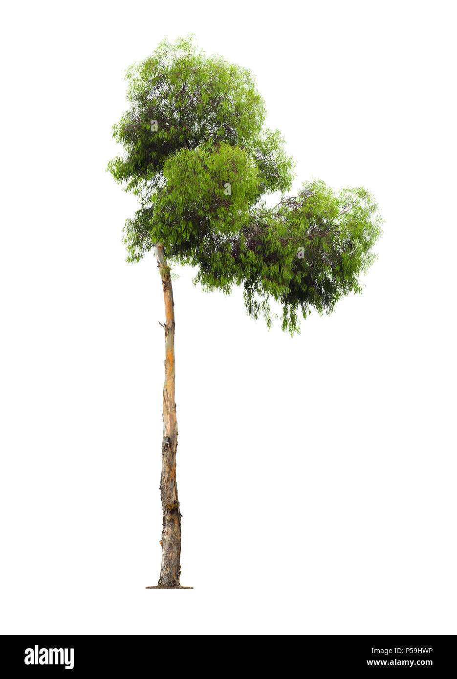 Grün und schönen Eukalyptusbaum mit asymmetrischer Krone auf weißem Hintergrund Stockfoto