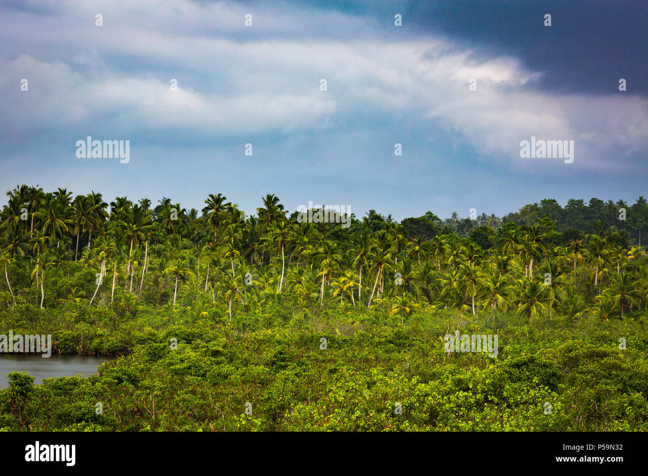 Sri Lanka's Dschungel in Merisa Stockfoto