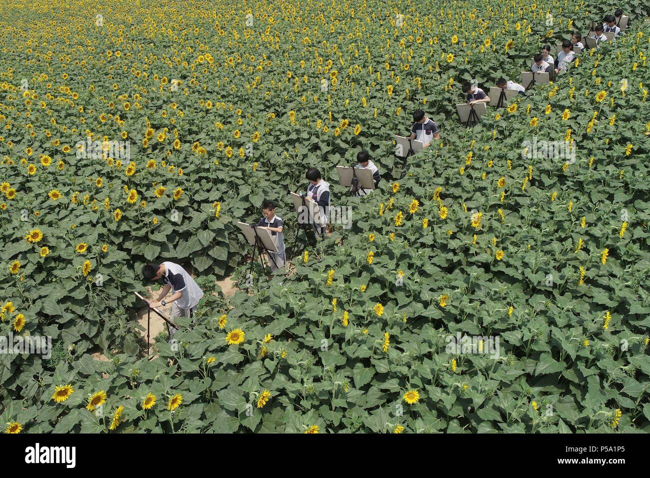 Nangong. 26 Juni, 2018. In diesem Luftbild am 26 Juni, 2018 zeigt Schülerinnen und Schüler einer freien Zeichnung Aktivität in einem sonnenblumenfeld in Nandu Dorf Nangong,Hebei Provinz Chinas. In den letzten Jahren haben die Behörden in Nangong Bemühungen eine Wirtschaft integriert, dass Tourismus mit Landwirtschaft zu bauen. Credit: Zhu Xudong/Xinhua/Alamy leben Nachrichten Stockfoto