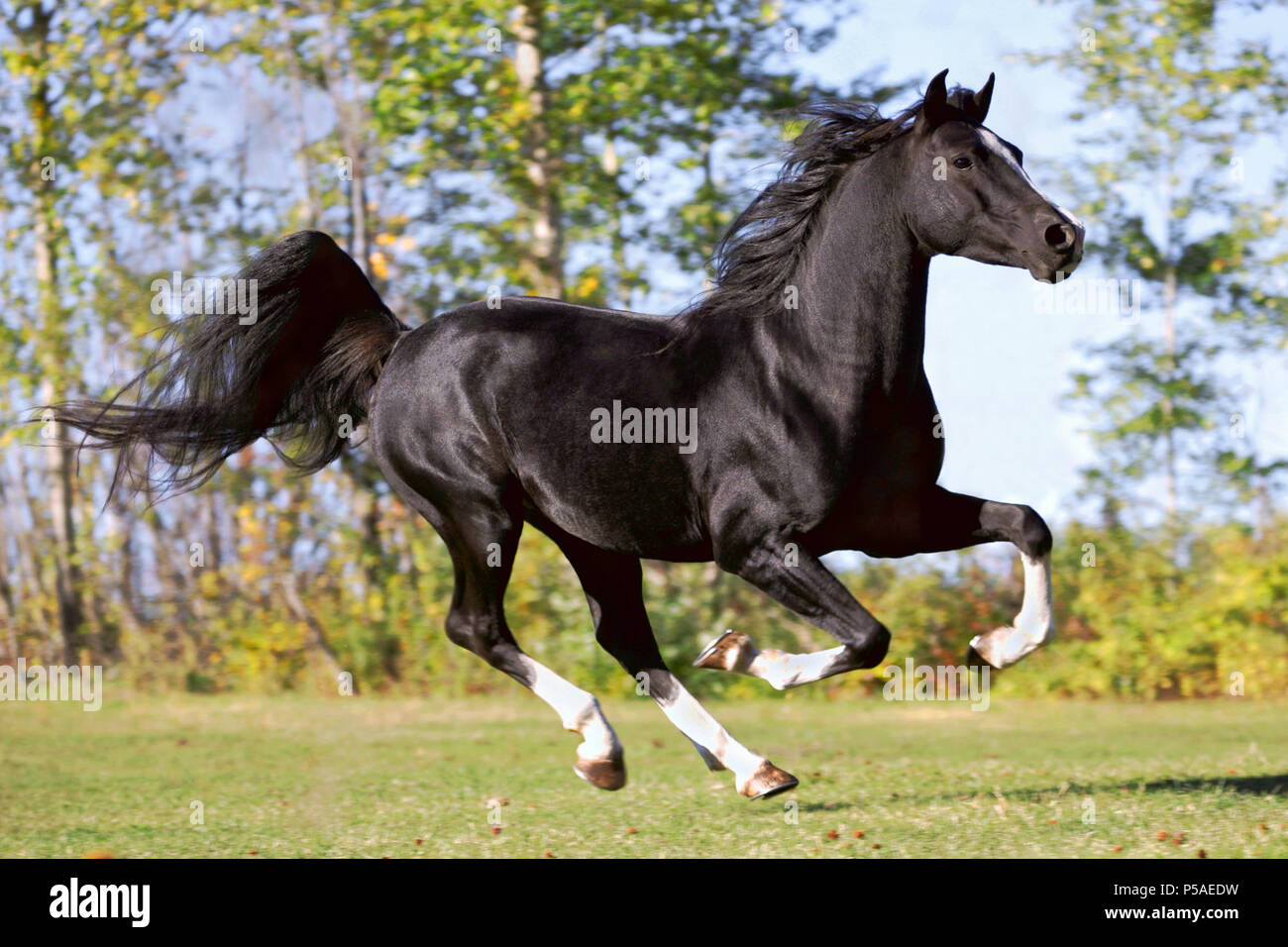 Schöne schwarze Araberhengst bei Sommer Weide galoppieren Stockfotografie Alamy Schöne schwarze Araberhengst bei Sommer Weide galoppieren Stockfotografie Alamy