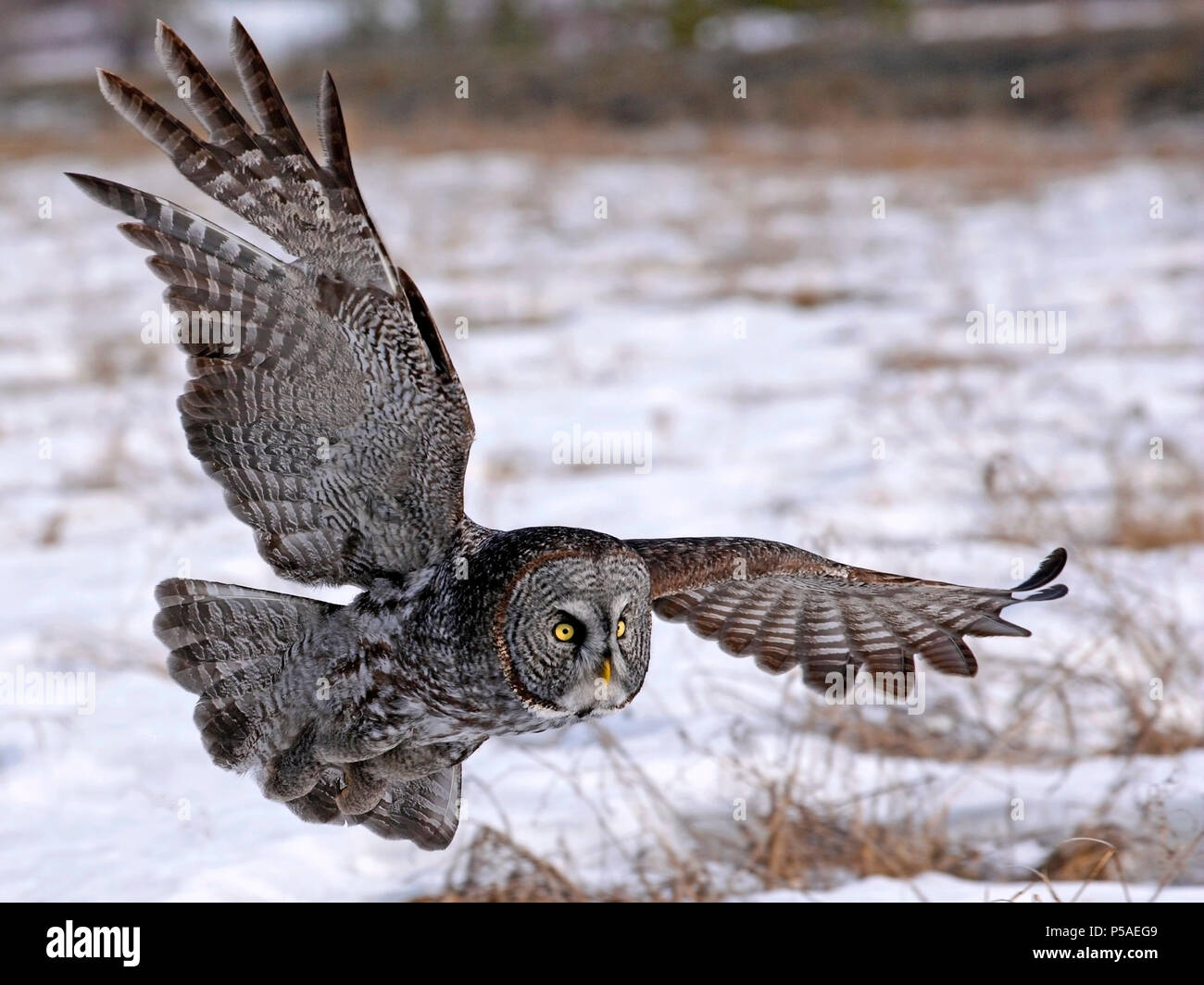 Great Grey Owl im Winter fliegen tief über schneebedeckten Boden, Jagd. Stockfoto