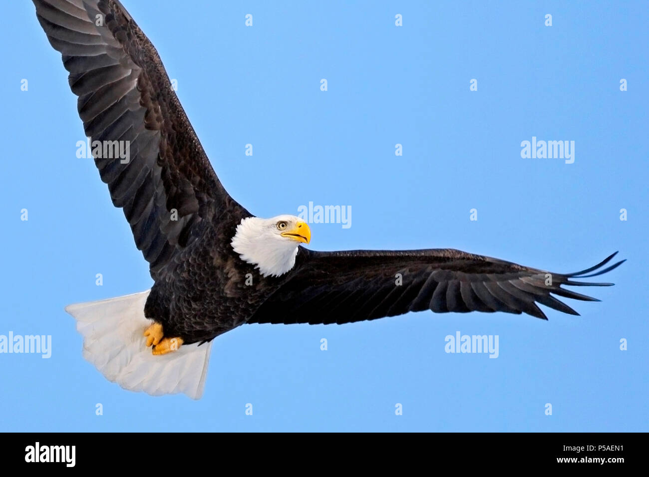 In der Nähe von amerikanischen Weißkopfadler im Flug auf blauen Himmel. Stockfoto