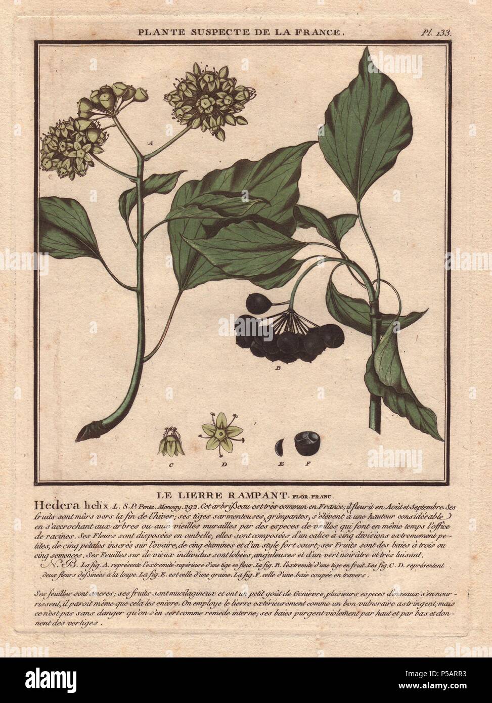 Gemeinsame Efeu mit Beeren (Hedera helix). . Der franzsische Botaniker  Jean Baptiste Franois Pierre Bulliard wurde um 1742 geboren in La  Chaume-en-Barrois (Haute Marne) und starb am 26. September 1793 in Paris.