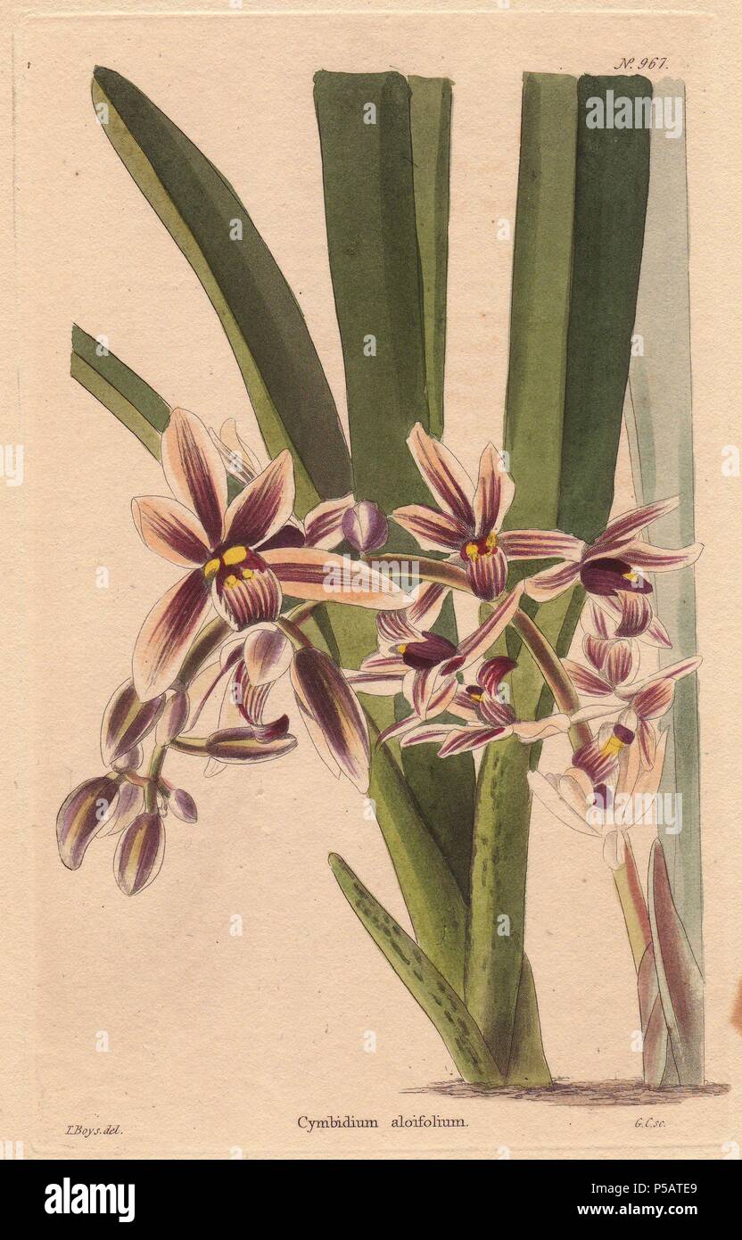 Cymbidium aloifolium oder epidendrum aloifolium. Cymbidium Orchidee mit braun und lila Blüten. Illustration von T. Jungen, von George Cooke eingraviert.. Conrad Loddiges und Söhne veröffentlicht ein bebilderter Katalog von Pflanzen ist die Gärtnerei Die botanische Cabinet berechtigt. Das monatliche Magazin 10 Hand - farbige Illustrationen und lief von 1817 bis 1833 insgesamt 2.000 Platten. Die Veröffentlichung führte viele exquisite Kamelien aus China, exotischen Orchideen und Lilien aus der Neuen Welt, und über 100 Sorten von Heide aus Südafrika, die derzeit in Mode. (Der viktorianischen Ära sah eine Serie o Stockfoto