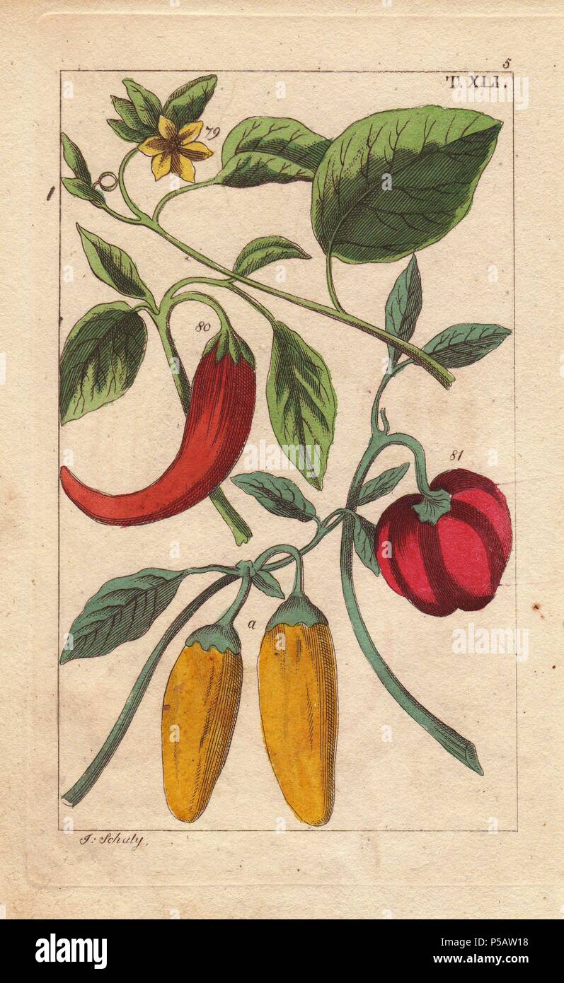 Gelbe und rote Glocke Paprika, gelbe Blumen, Capsicum annuum. Papierkörbe Kupferstich eines botanischen Illustration von J. Schaly von G. T. Wilhelm's 'Unterhaltungen aus der Naturgeschichte" (Enzyklopädie), Wien, 1816. Gottlieb Tobias Wilhelm (1758-1811) war ein bayerischer Priester und Naturforscher in Augsburg, wo die erste Ausgabe veröffentlicht wurde. Stockfoto