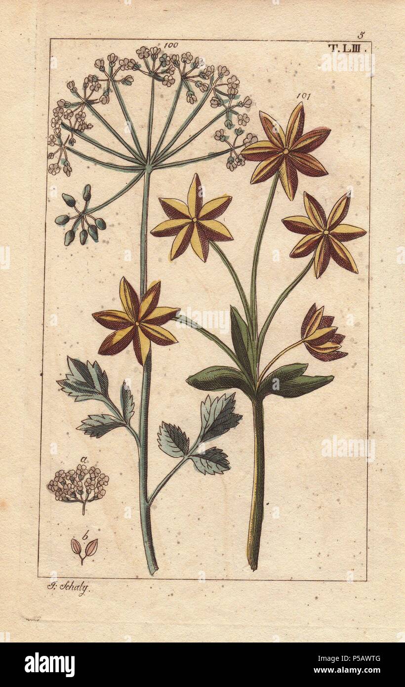 Anis und Sternanis Pflanze mit Blüten und Samen, Pimpinella anisum