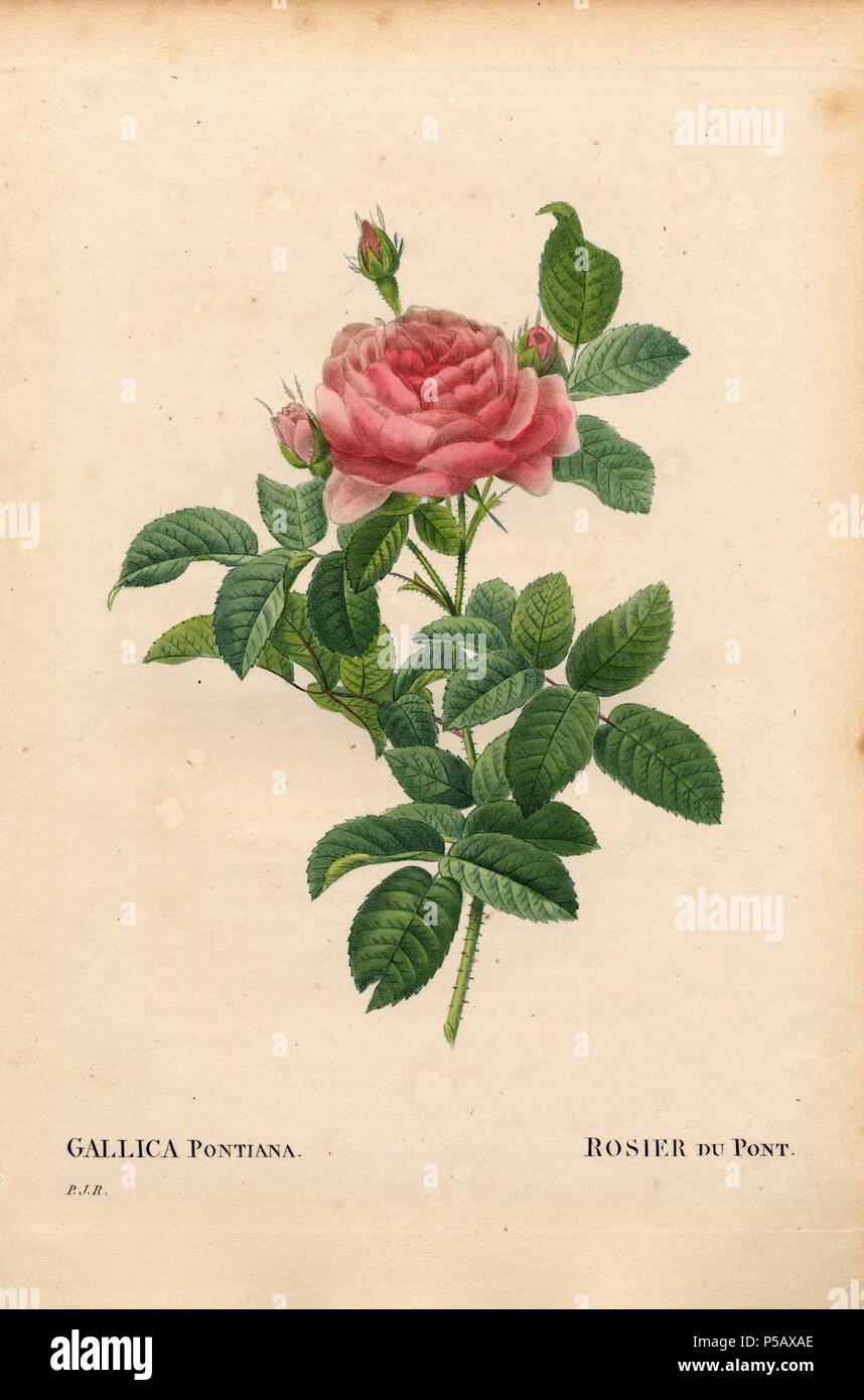 André Du Pont's Rose, Rosa gallica Sorte, Rosier du Pont. Papierkörbe Walze Kupferstich von Pierre Joseph Redoute "Les Roses", Paris, 1828. Redoute war Botanical Artist zu Marie Antoinette und Kaiserin Josephine. Malte er über 170 Aquarelle von Rosen aus den Gärten von Malmaison. Stockfoto