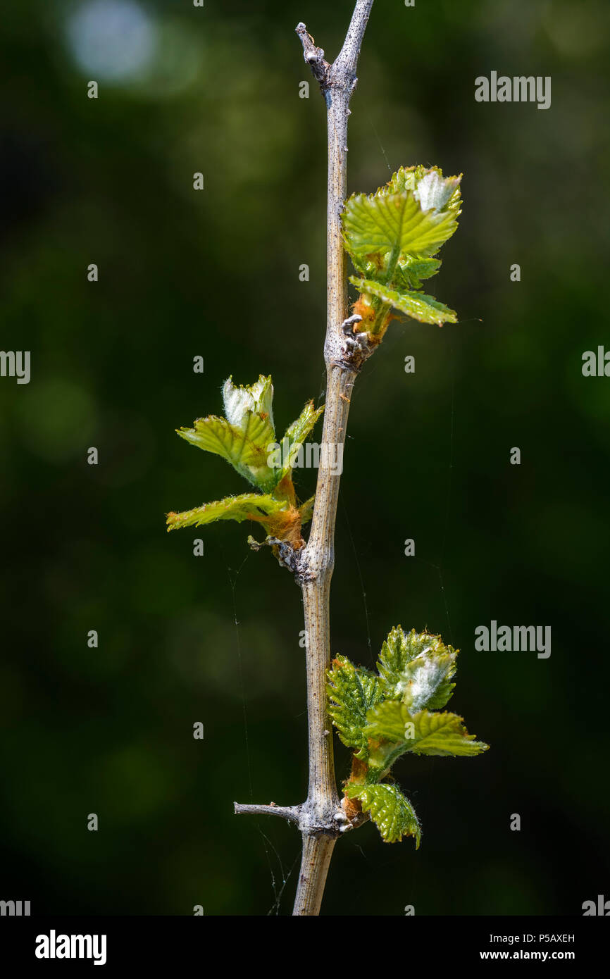Drei neue Wachstum auf einen Wein Zweig mit Spinnennetz Stockfoto