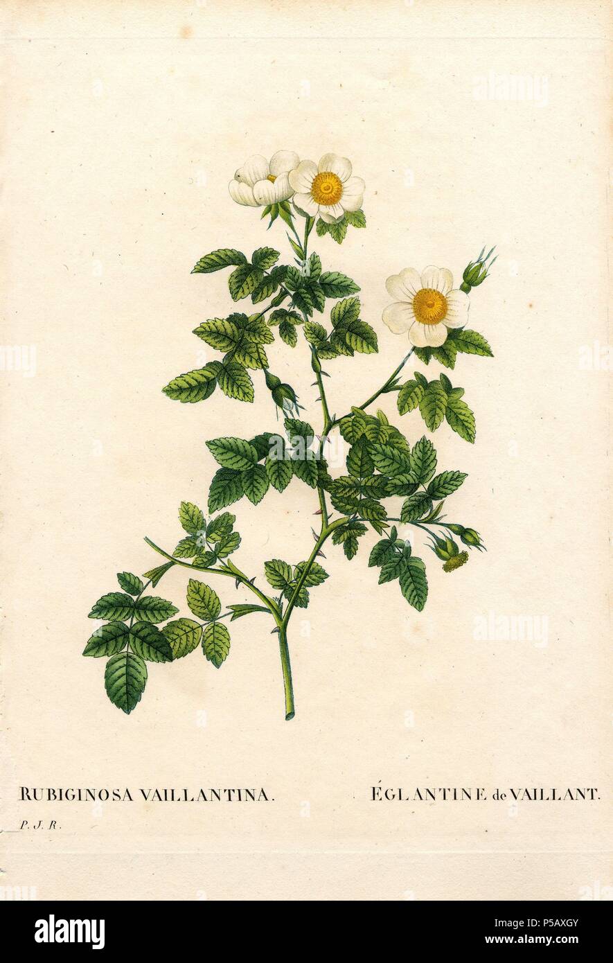 Vaillant ist sweetbriar Rose, Rosa rubiginosa Sorte, L'Eglantine de Vaillant. Papierkörbe Walze Kupferstich von Pierre Joseph Redoute "Les Roses", Paris, 1828. Redoute war Botanical Artist zu Marie Antoinette und Kaiserin Josephine. Malte er über 170 Aquarelle von Rosen aus den Gärten von Malmaison. Stockfoto