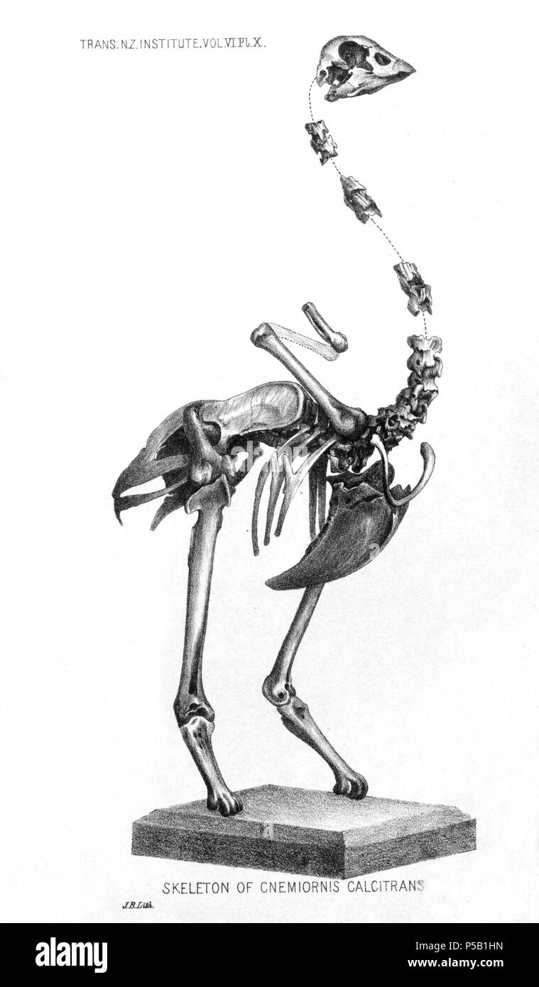 N/A. Englisch: Gravur von Skelett Cnemiornis calcitrans. English: Skelett der Südinsel-Riesengans (Cnemiornis calcitrans). 1873. James Hector (1834-1907) 354 Cnemiornis calcitrans Stockfoto