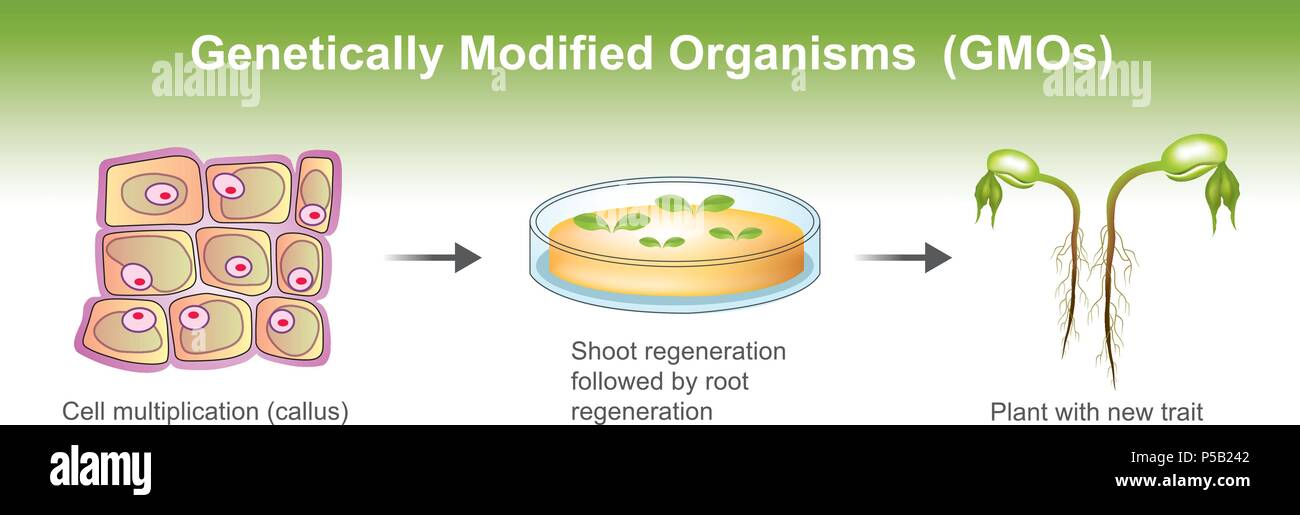 Genetisch veränderte Organismen GMO ist ein Organismus oder des Mikroorganismus, dessen genetisches Material so verändert worden ist ein DNA-Abschnitt, der von einem anderen Org zu enthalten. Stock Vektor
