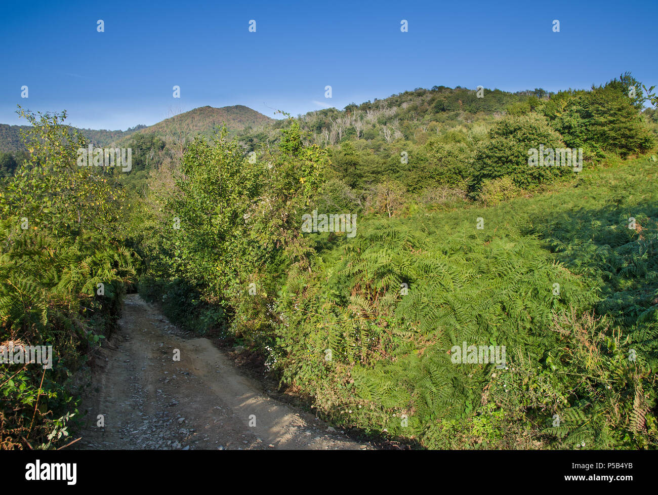 Der Weg in den Kaukasus, in Grün ertrinken Stockfoto