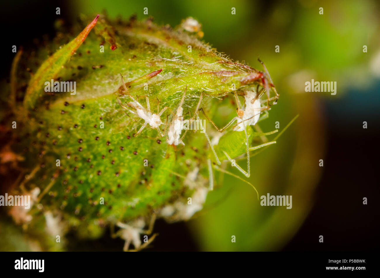 Makro von Blattläusen auf einem flowerbud Stockfoto