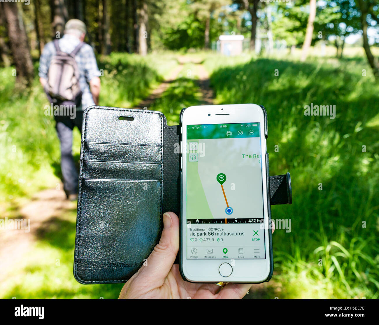 Nahaufnahme der Frauenhand, die ein Mobiltelefon mit der Geocaching-App hält, die einen Geocache in der Nähe auf einem Waldspaziergang zeigt, Schottland, Großbritannien Stockfoto