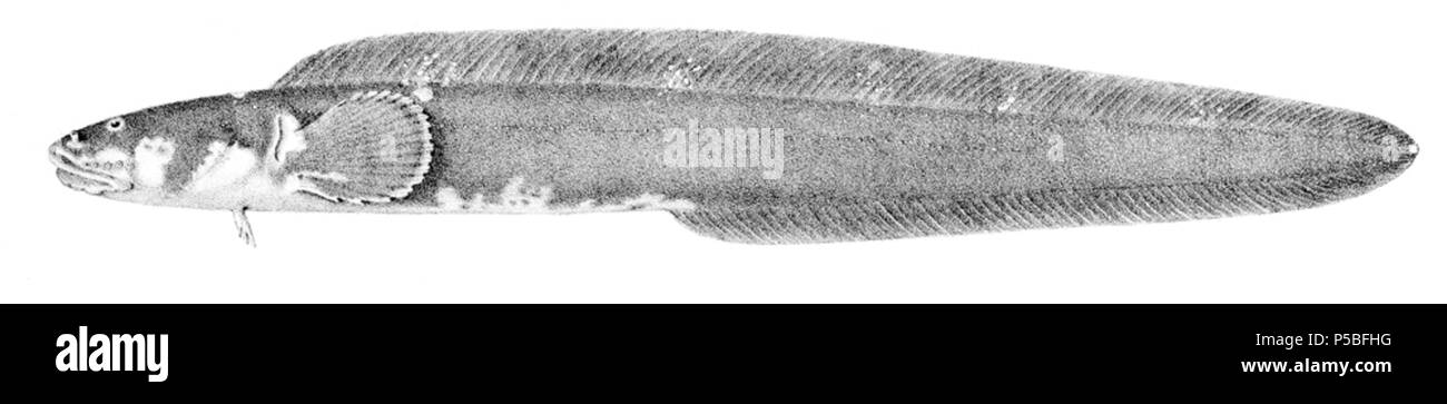 N/A. Austrolycus depressiceps. 1913. Arthur Hodson Searle (1839 - 1914) Alternative Namen A. H. Searle Beschreibung britischer Zeichner und Kupferstecher spezialisiert auf wissenschaftliche Illustrationen, vor allem in der conchology und Paläontologie Datum der Geburt / Tod 1839 1914 Standort London 22 St. George's Ave, Tufnell Park, London (1905) Kontrolle: Q 18507855 VIAF: 8998445 ISNI: 0000 0000 3246 2315 89673351 LCCN: n Koninklijke: 263084272 WorldCat 153 Austrolycus depressiceps Stockfoto