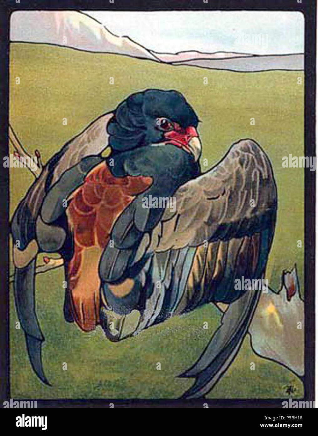 N/A. Englisch: Sie eagle von "Bilder von Birdland' (1899). 1899. Charles Maurice Detmold (1883-1908) 494 Edward Julius Detmold 31. Stockfoto