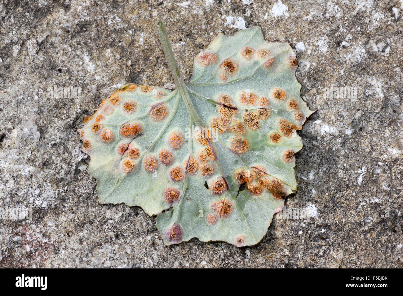 Rost Pilz Puccinia poarum auf die Blätter der Colt's Tussilago farfara - Fuß Stockfoto