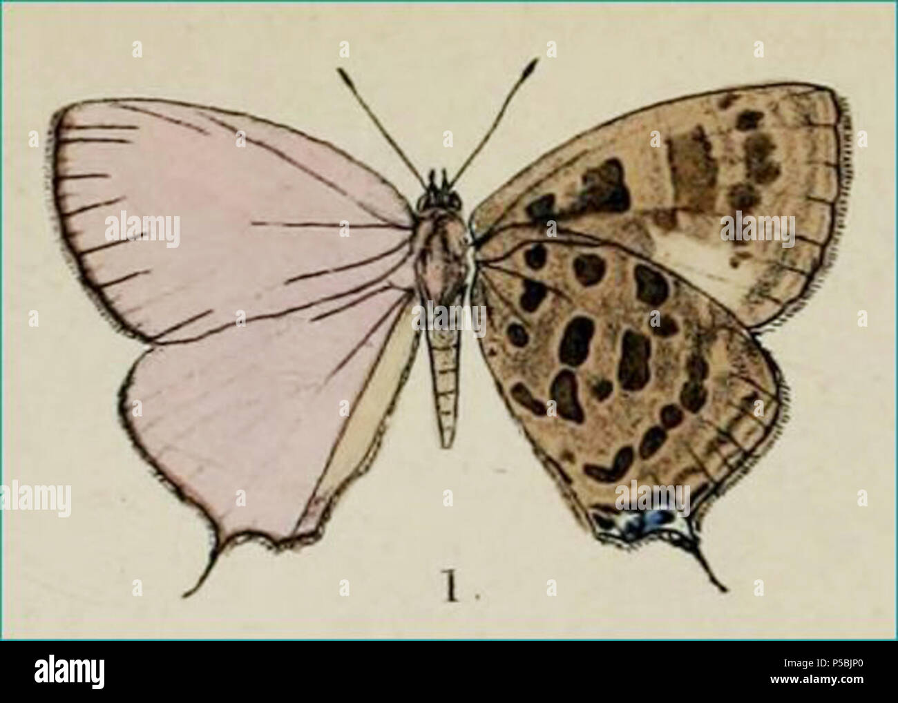 N/A. Englisch: Arhopala opalone, männlich, Nordindien, khasia Hills, von der ursprünglichen Beschreibung von Moore, [1884]. 25. Juli 2011. Frederic Moore 122 MUpUnAC ArhopalaOpalinaMoore 1884 1. Stockfoto
