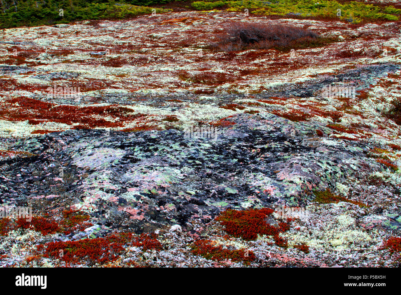 Entlang Labrador Küstenstrecke510N, Trans Labrador Highway, Neufundland, Labrador, Kanada Stockfoto