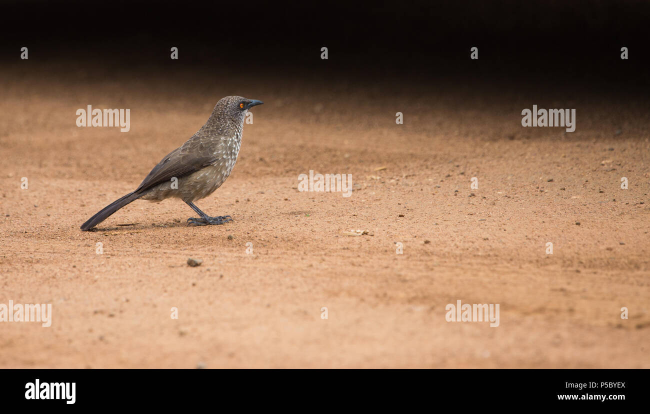 Ein Pfeil markierte Schwätzer (Turdoides jardineii) Vogel auf dem Boden weg von der Kamera in Pilanesberg National Park, Südafrika vor Stockfoto