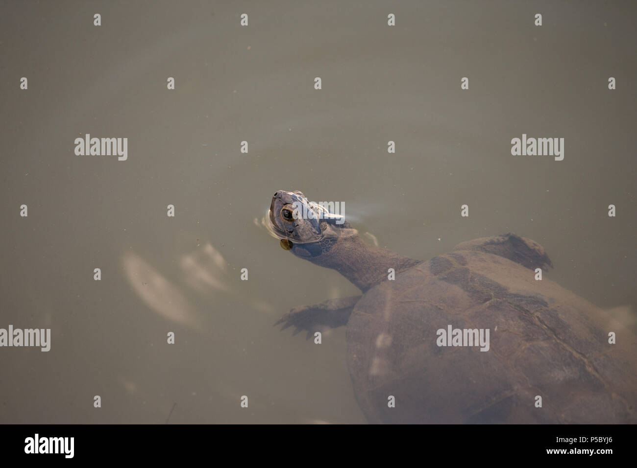 Schildkröte oder süßwasserschildkröte Tier von der Kamera entfernt Schwimmen auf der Oberfläche des Wassers in der Natur im Pilanesberg National Park, Südafrika Stockfoto