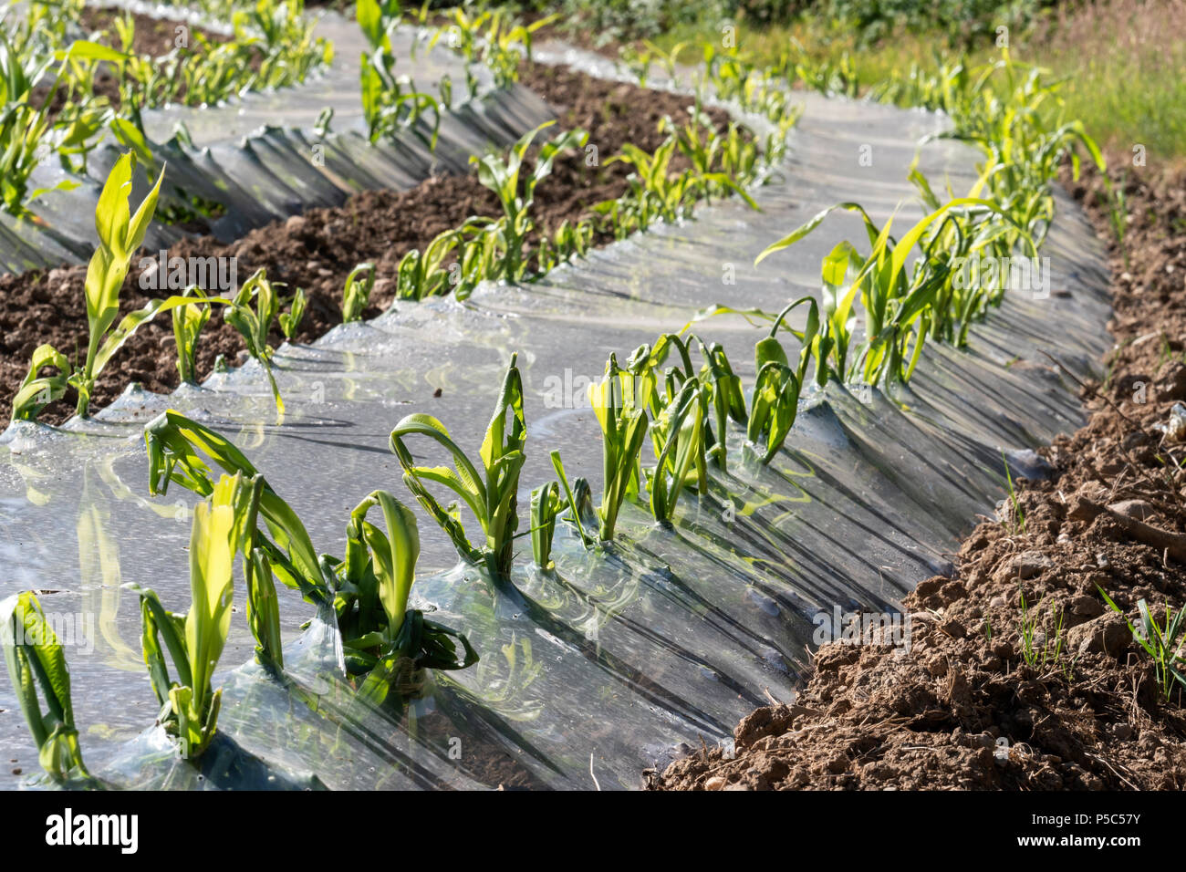 Mais unter biologisch abbaubaren Kunststoff angebaut werden, für die Verwendung als Futtermittel Carmarthenshire Wales Stockfoto