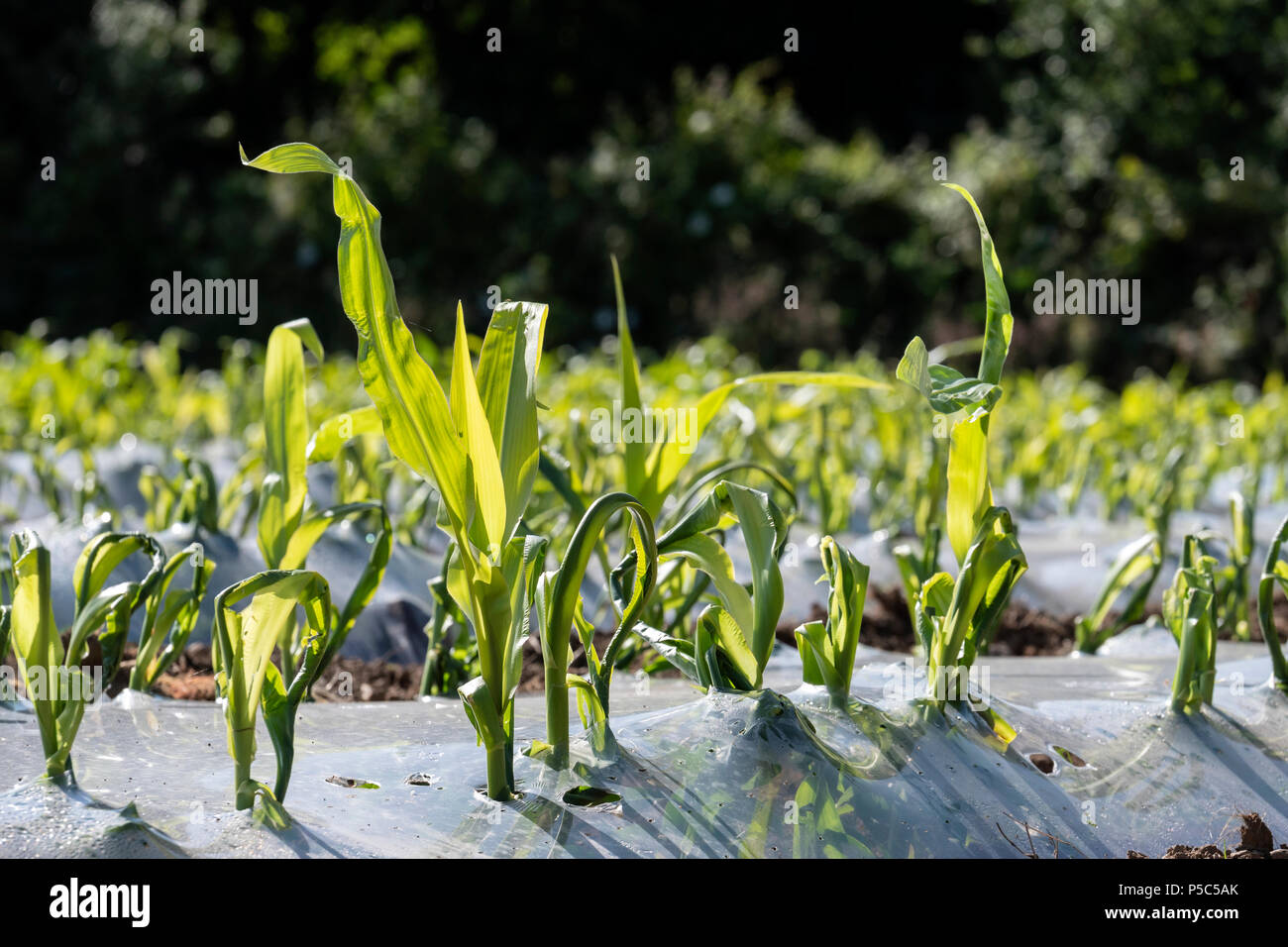 Mais unter biologisch abbaubaren Kunststoff angebaut werden, für die Verwendung als Futtermittel Carmarthenshire Wales Stockfoto