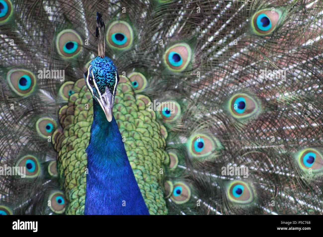 Männliche Pfau in voller zeigen auf einem schönen Sommer Abend im Peak District Stockfoto