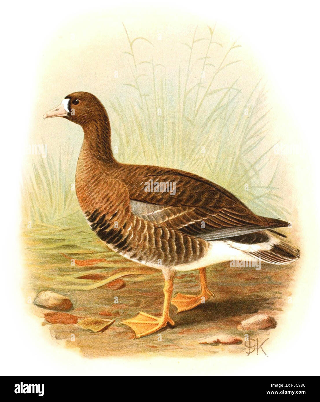 N/A. Englisch: Die white-fronted goose Anser Albifrons ein.= Anser albifrons Albifrons (Unterart der Mehr Weiß-fronted goose) Français: Die white-fronted goose Anser Albifrons ein.= Anser albifrons Albifrons (Sous-Espèce de l'Oie Rieuse). 1921. John gerrard Keulemans (1842-1912) Alternative Namen Johannes Gerardus Keulemans; J. G. Keulemans Beschreibung niederländische Ornithologe und Künstler Geburtsdatum / Tod vom 8. Juni 1842 29. Dezember 1912 Ort der Geburt / Tod Rotterdam London Authority control: Q 1335286 VIAF: 42113661 ISNI: 0000 0000 6313 981 X ULAN: 500041975 98083374 LCCN: keine NLA: 3526 Stockfoto