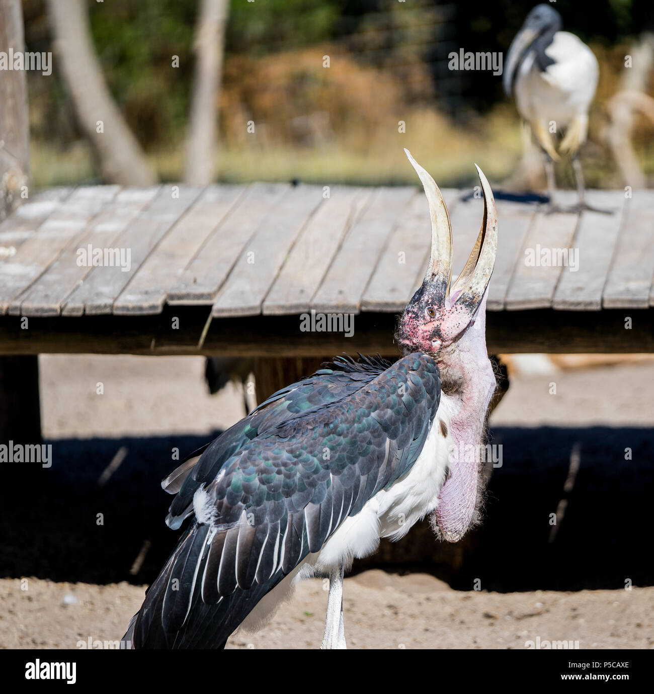 Eine seltsame Art von Vogel mit einer seltsamen Schnabel verbiegen Stockfoto