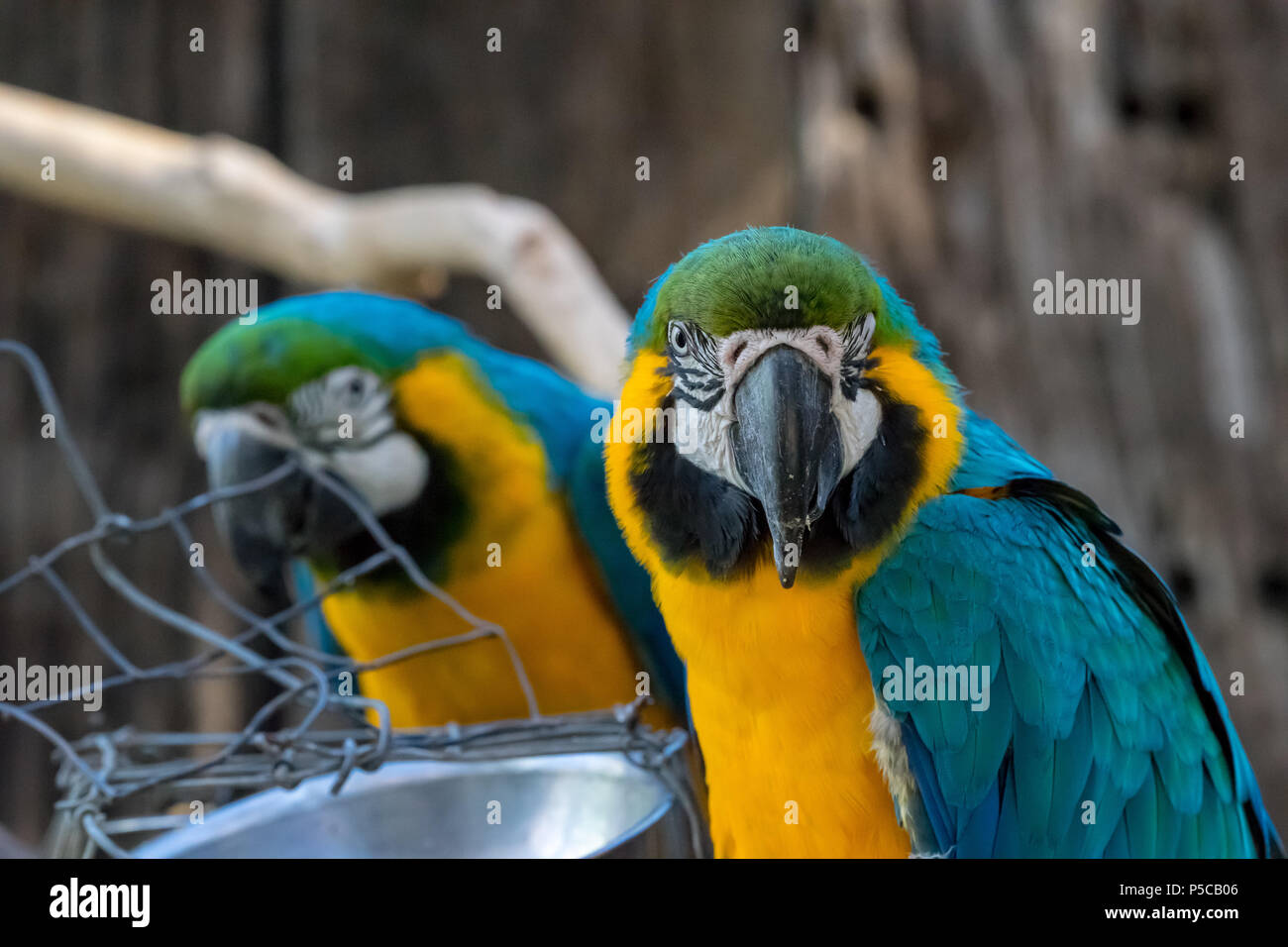 Farbenfrohe Papageien vor der Schüssel closeup Stockfoto