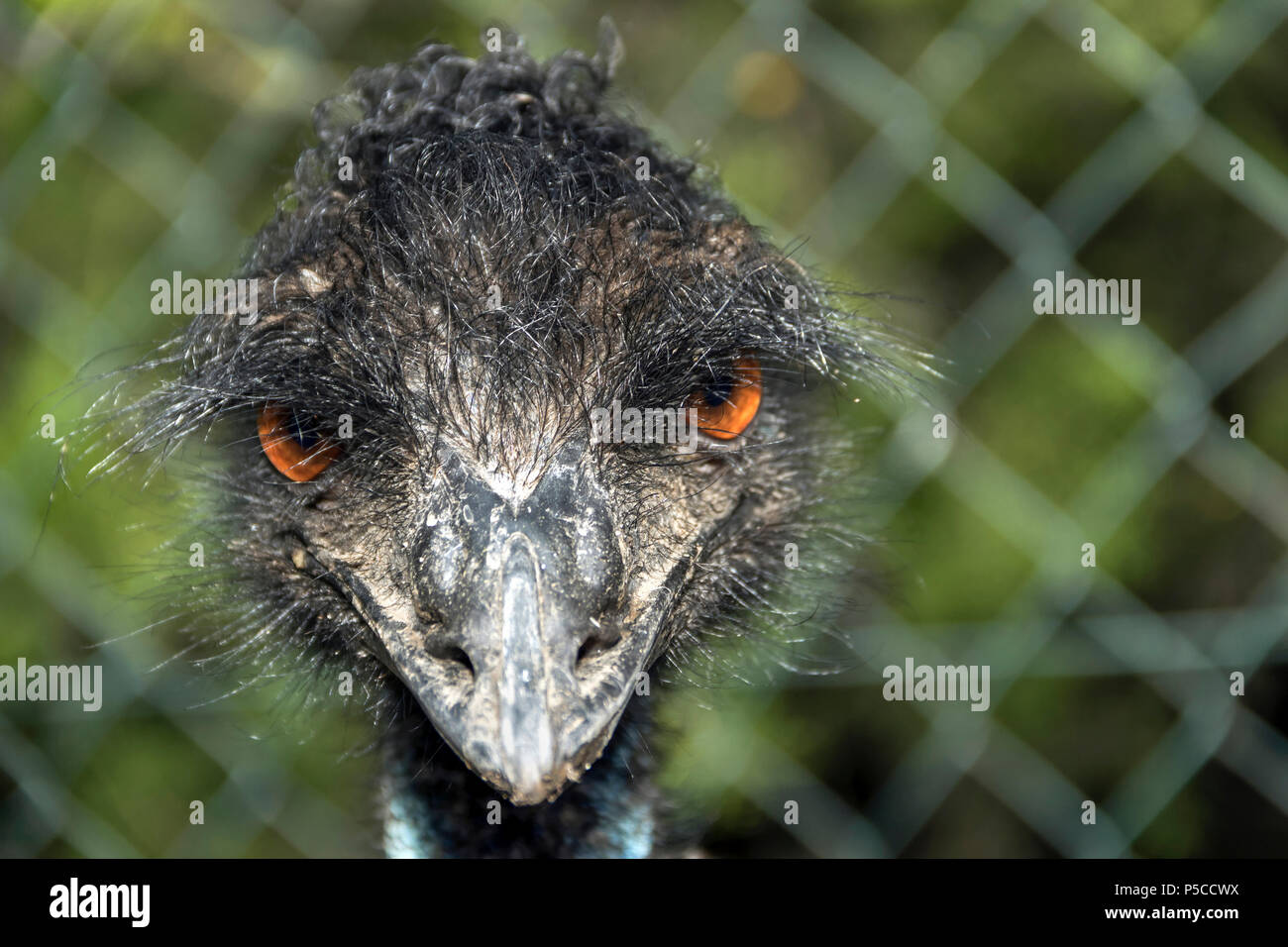 Porträt eines Emu (Dromaius Novaehollandiae) Stockfoto