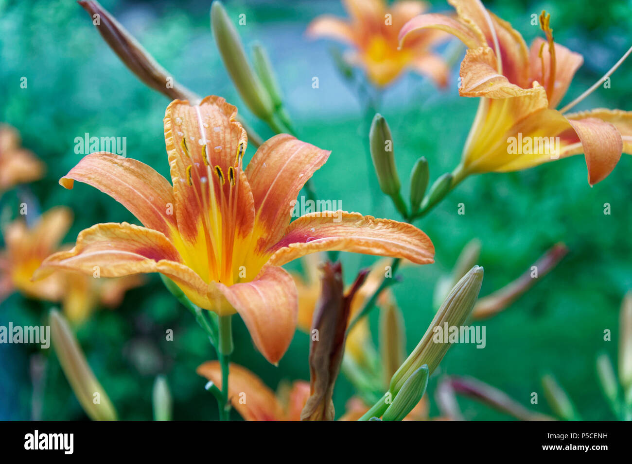 Feder peruanischen lily Blumen im sonnigen Tag, Postkarte Mockup, Natur Hintergrund. Stockfoto