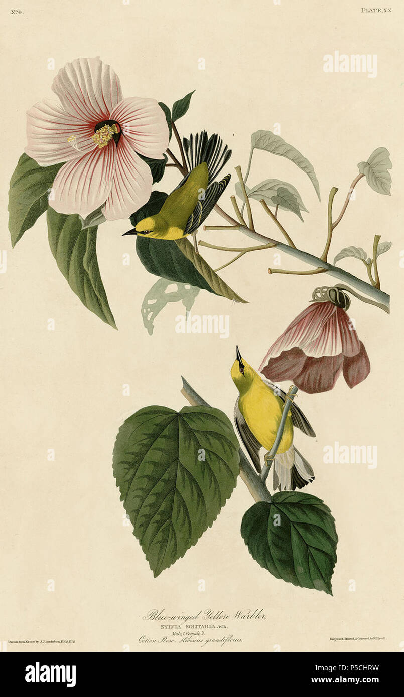 N/A. Platte 20 der Vögel von Amerika von John James Audubon, Blue-winged Schnäpperrohrsänger. 9 Februar 2011, 23:40 (UTC). 20 Blue-winged Schnäpperrohrsänger.jpg: John James Audubon (1785-1851) Alternative Namen Geburt Name: Jean-Jacques - Fougère Audubon Beschreibung amerikanische Ornithologe, Naturalist, Jäger und Maler Geburtsdatum / Tod 26. April 1785 vom 27. Januar 1851 Ort der Geburt / Todes Les Cayes (Haiti) New York City Standort Louisville, New Orleans, New York City, Florida Authority control: Q 182882 VIAF: 14765625 ISNI: 0000 0001 1040 5836 ULAN: 500016578 LCCN: n 79018677 NL Stockfoto