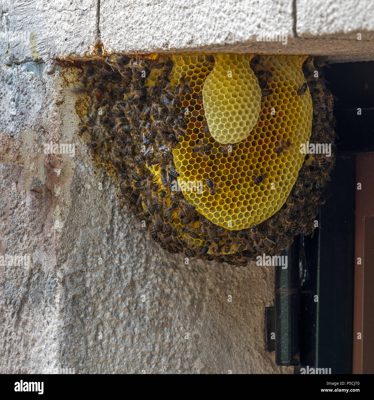 Bienenvolk auf eine Tür in einem Einfamilienhaus Stockfoto