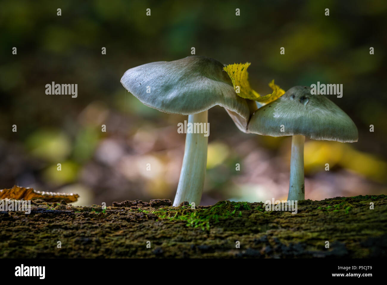 Psathyrella Pilze auf dem Wald auf dem alten Stamm Stockfoto