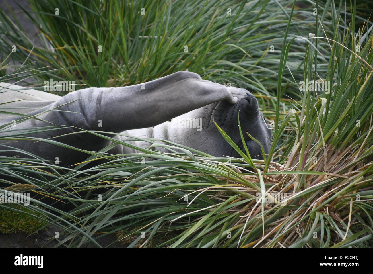 Mutter Dichtung im Gras ruhen auf einem Strand an der South Georgia Islands. Diese Mutter war eine Pause von ihren Welpen in der Nähe der Antarktis. Stockfoto