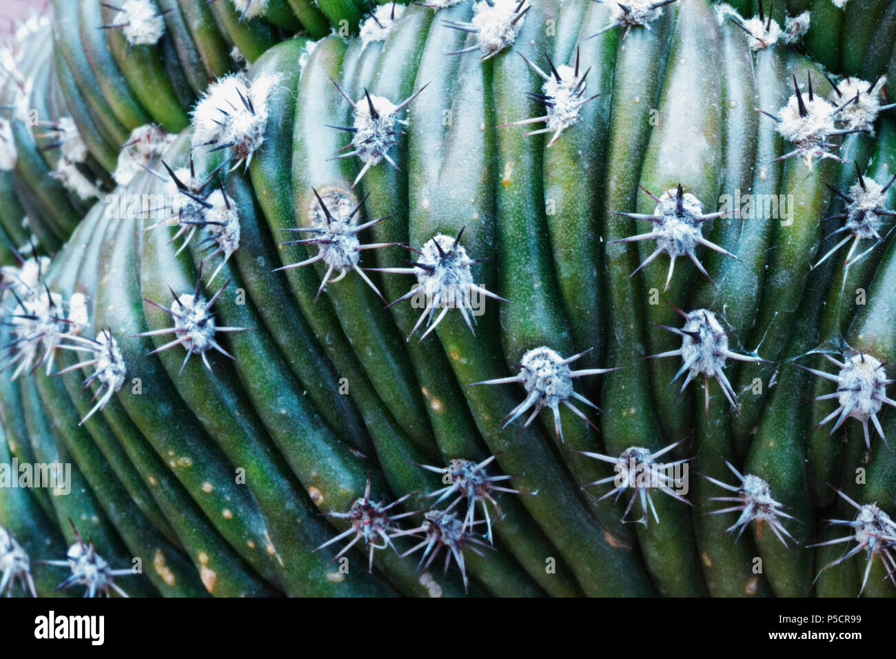 Abschnitt einer sukkulente Pflanze, beeindruckende Gestalt wie Falten,  Farbe grn und weie Stacheln schaffen eine schne Farbe, Kontrast,  Makrofotografie Stockfotografie - Alamy